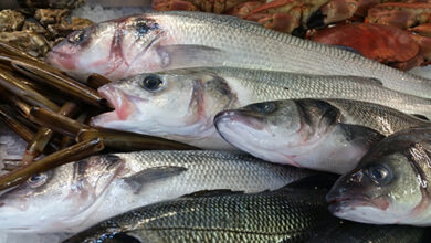 wholesale fish in Southampton